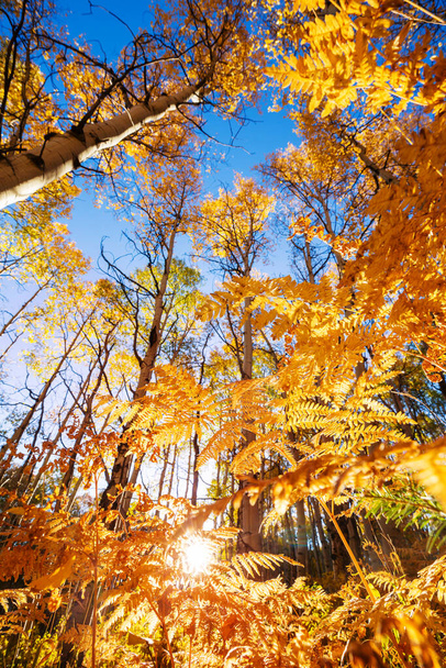 黄色のトーンで秋のシーン。秋の背景. - 写真・画像