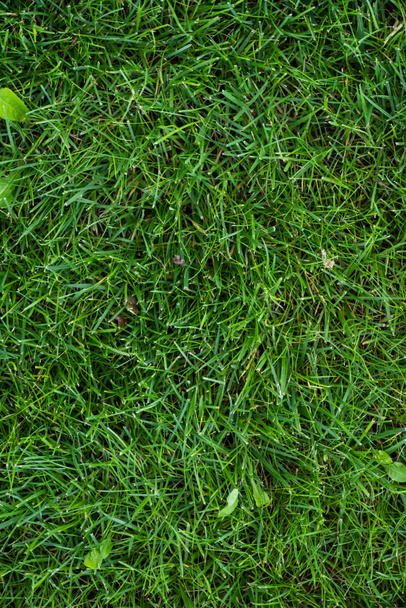 Vue du dessus de l'herbe verte avec des feuilles sur la prairie - Photo, image