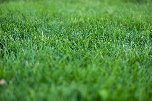 Επιλεκτική εστίαση του πράσινου χόρτου στο λιβάδι  - Φωτογραφία, εικόνα