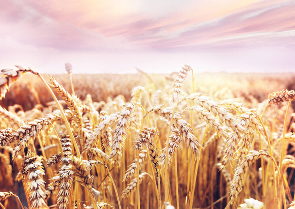 Campo di grano, tiro da vicino. Le spighe mature di grano crescono sulla natura. - Foto, immagini
