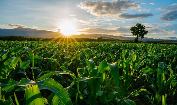 zielone pole kukurydzy w ogrodzie rolniczym i światło świeci zachód słońca - Zdjęcie, obraz