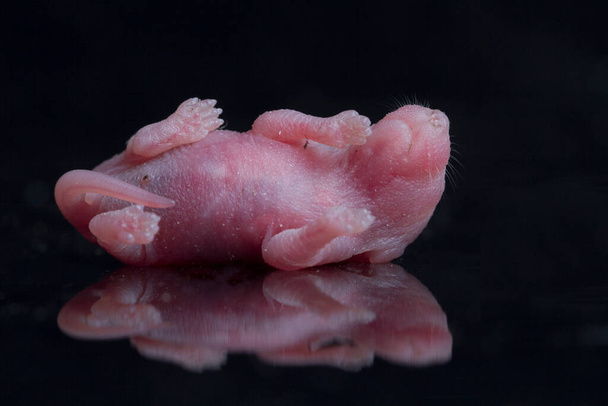 portré baba patkány egy fekete háttér - Fotó, kép