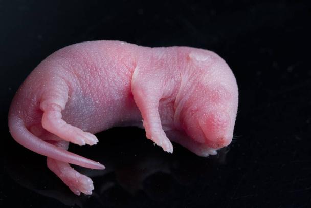 retrato de rata bebé sobre un fondo negro - Foto, Imagen