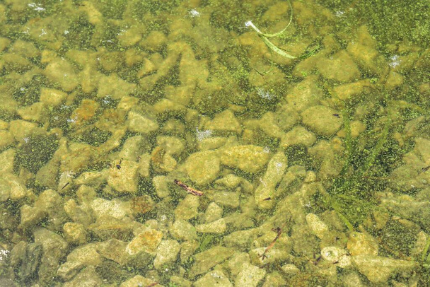 Algal blooms - green dirty surface on river. Stop swimming. - Photo, Image