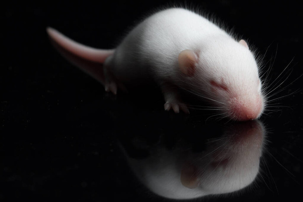 muotokuva vauva rotta mustalla taustalla - Valokuva, kuva