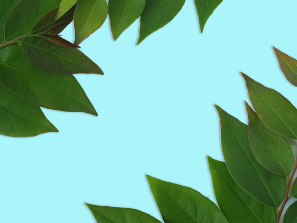 Flache Lage des grünen Blattrahmens auf blauem Hintergrund. - Foto, Bild