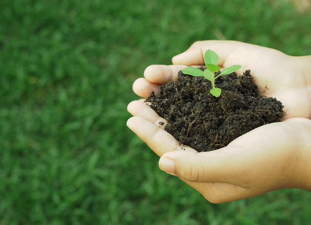 Ludzka ręka trzyma małe drzewo rosnące w glebie - Zdjęcie, obraz