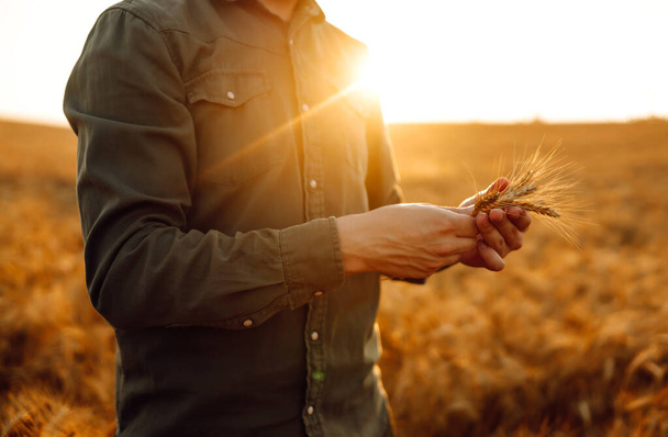 Farmer with ears of wheat at sunset in a wheat field. Harvesting. Agro business. - Foto, imagen