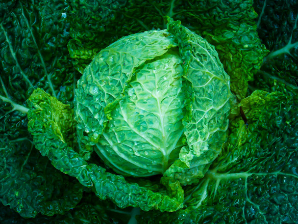 Healthy Sweet Green Kale Primer plano
 - Foto, Imagen
