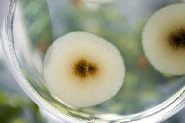 Colonie di funghi muffa Aspergillus su piatto di Petri con agar nutriente su sfondo naturale, vista da vicino. Microbiologia ambientale e contesto biotecnologico - Foto, immagini