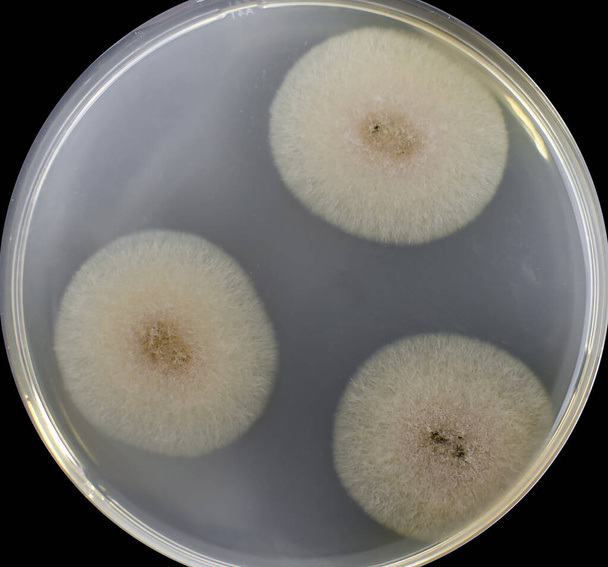Αποικίες από μύκητες μούχλας Aspergillus σε τρυβλίο Petri με θρεπτικό άγαρ, κοντινή προβολή - Φωτογραφία, εικόνα