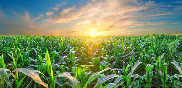Panorama of a corn field at sunset - Photo, Image