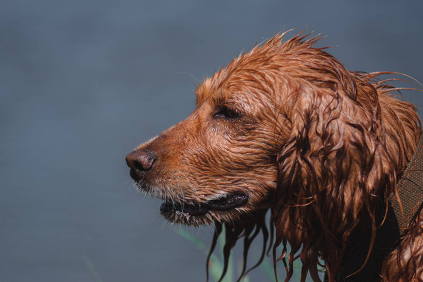 英語の狩猟犬の品種。赤いスパニエルのクローズアップの肖像画。長い耳を持つ美しいサラブレッド犬。コッカー・スパニエルの銃口. - 写真・画像
