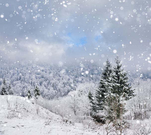 bela paisagem de inverno com árvores cobertas de neve - Foto, Imagem
