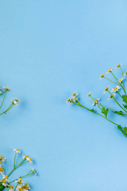 Beautiful Chamomile Flowers on Blue Background Top View Summer Flower Background Vertical - Photo, image