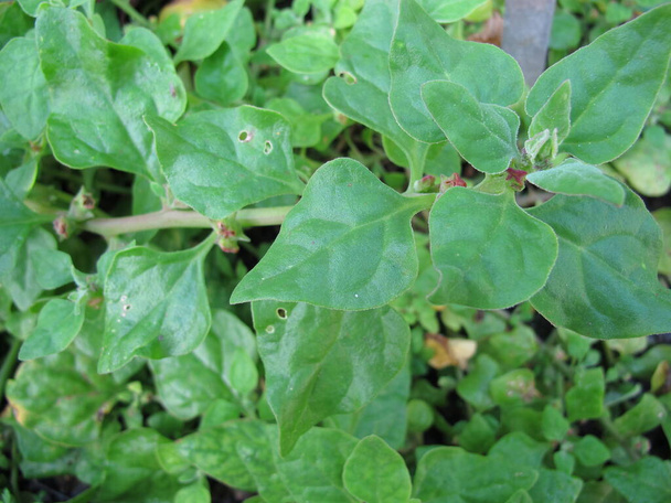 Spinaci neozelandesi, Tetragonia tetragonioides, in giardino - Foto, immagini