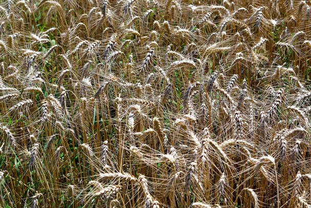 Austria, ripe wheat field - Photo, Image