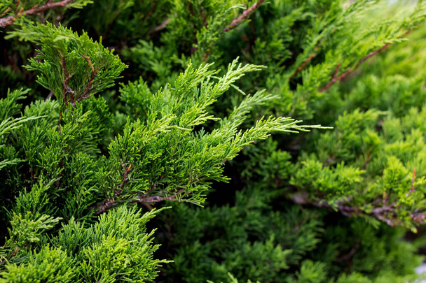 Zöld ágak boróka közelről, természet háttér - Fotó, kép