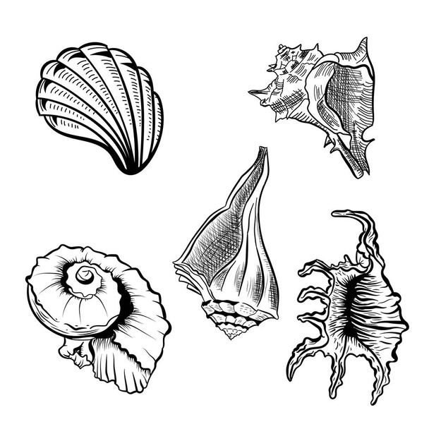 Zestaw wektorów kątowych czerpanych ręcznie murex seashell. - Wektor, obraz