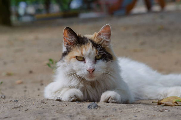 Портрет вуличної триколорної кішки, що лежить на землі. Безпритульна кішка в літнє сонце. Стрілянина на рівні очей. Вибірковий трюк
. - Фото, зображення