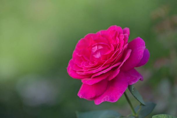 Квітучі троянди Великий фіолетовий на кущі в трояндовому саду
 - Фото, зображення