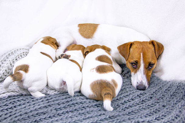 alimentazione cane stanco Jack Russell Terrier si addormenta durante l'alimentazione, i suoi cuccioli su una coperta a maglia - Foto, immagini
