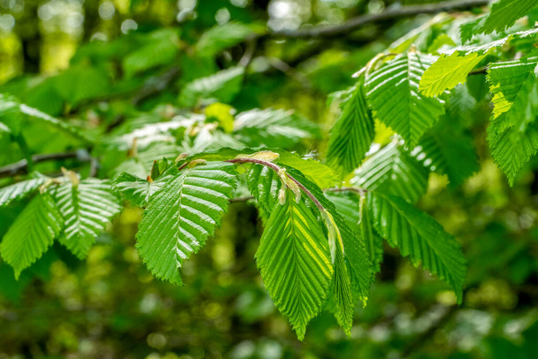 follaje sapful verde fresco en primavera en ambiente del bosque - Foto, imagen