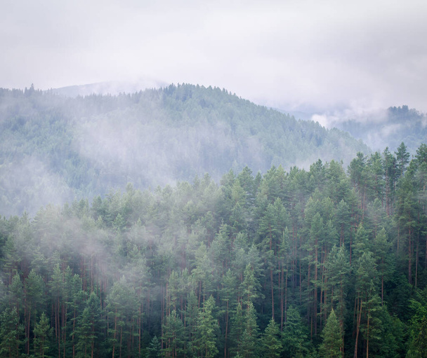 Lindas montanhas verdes da floresta wiht nevoeiro - Foto, Imagem