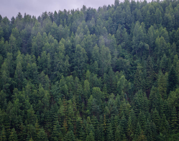 Красивые зеленые лесные горы с туманом - Фото, изображение