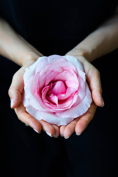 Mujeres manos sosteniendo rosa flor sobre fondo negro - Foto, Imagen
