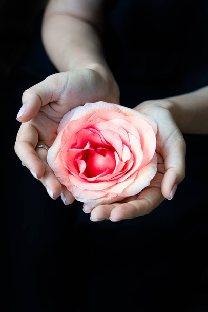 Femmes mains tenant fleur rose sur fond noir - Photo, image