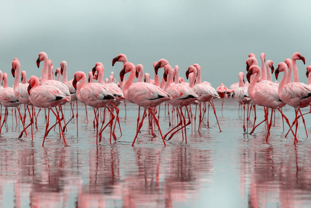 Dzikie afrykańskie ptaki. Grupa afrykańskich ptaków czerwonych flamingów i ich odbicie na czystej wodzie. Zatoka Walvis, Namibia, Afryka - Zdjęcie, obraz