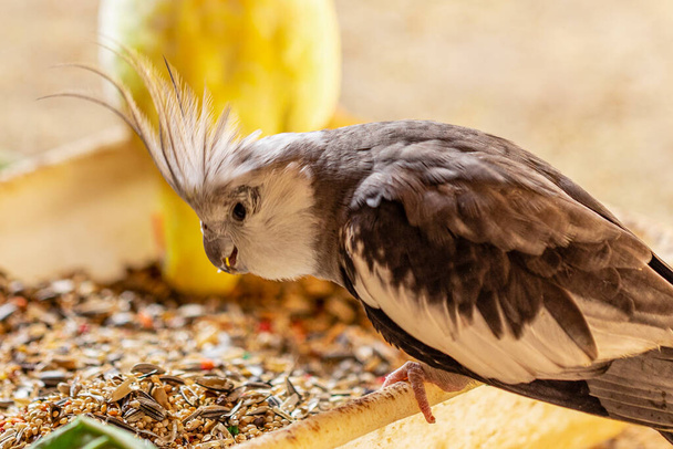 The cockatiel (Nymphicus hollandicus), also known as weiro bird, or quarrion, is a bird that is a member of its own branch of the cockatoo family endemic to Australia.. - Photo, Image