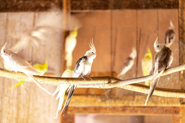 Какатиль (Nhhicus hollandicus), также известный как птица вейро, или карьер, - птица, принадлежащая к собственной ветви семейства какаду... - Фото, изображение