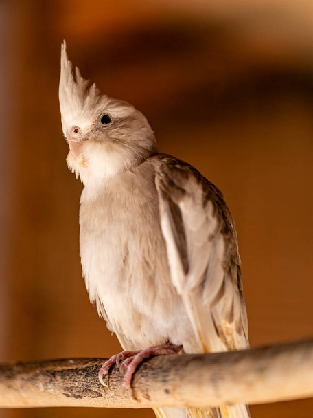 Kockatiel (Nymphicus hollandicus), joka tunnetaan myös nimellä outo lintu, tai quarrion, on lintu, joka on jäsenenä omassa haara kakadu perheen endeeminen Australiaan.. - Valokuva, kuva