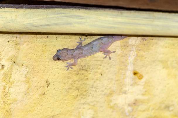 Οικιακές gecko περπάτημα στον τοίχο του σπιτιού. - Φωτογραφία, εικόνα