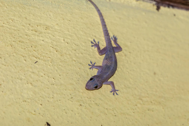 Domestic gecko walking on the house wall. - Photo, Image