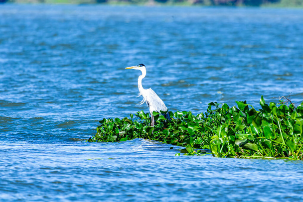The herons are long-legged freshwater and coastal birds in the family Ardeidae, with 64 recognised species, some of which are referred to as egrets or bitterns rather than herons. - Photo, Image