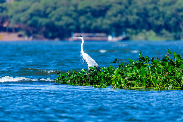 The herons are long-legged freshwater and coastal birds in the family Ardeidae, with 64 recognised species, some of which are referred to as egrets or bitterns rather than herons. - Photo, Image