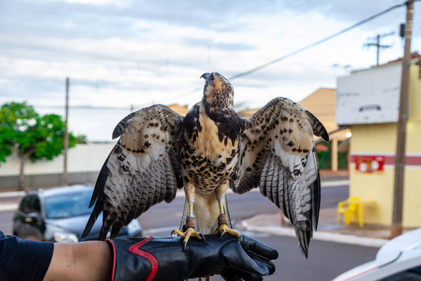 The white-tailed hawk (Geranoaetus albicaudatus) is a large bird of prey species found in tropical or subtropical environments across the Americas. - Photo, Image
