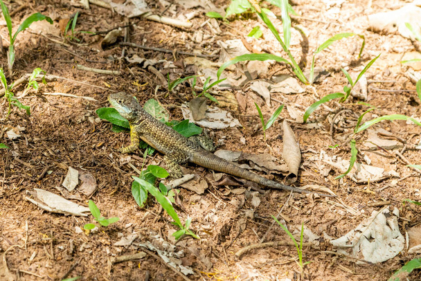 Tropidurus oreadicus tomar el sol, lagarto brasileño. - Foto, Imagen