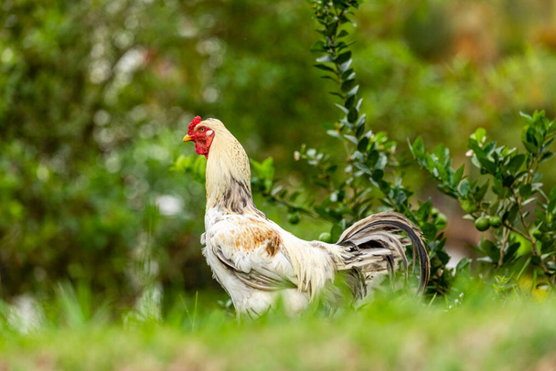 Pollo de corral en una granja de aves tradicional. - Foto, imagen