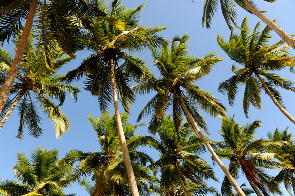 palmiers - Photo, image