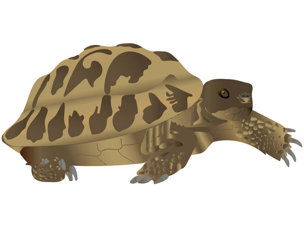 Vektorová ilustrace želvy - Vektor, obrázek