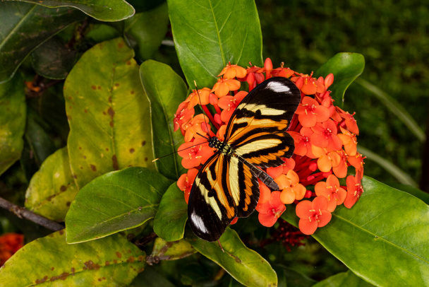 蝶メトナのテーマ花の上に開いた翼を持つ., - 写真・画像