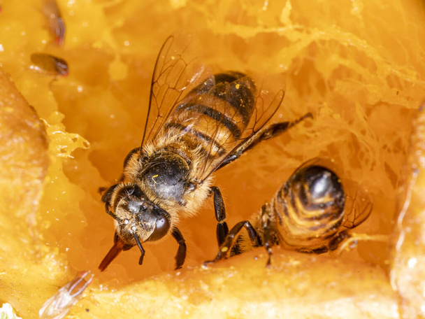 Makro valokuva mehiläinen syö mango. - Valokuva, kuva