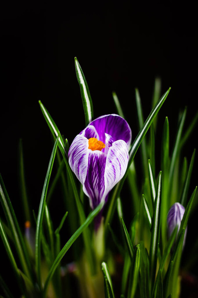 First spring flower purple crocus on a black background - Photo, Image