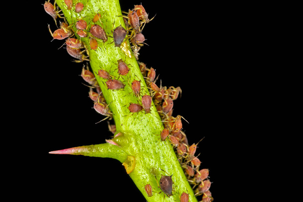Aphids or plant lice are tiny insects that feed on plant sap, the aphidid superfamily, or Aphidoidea. - Photo, Image