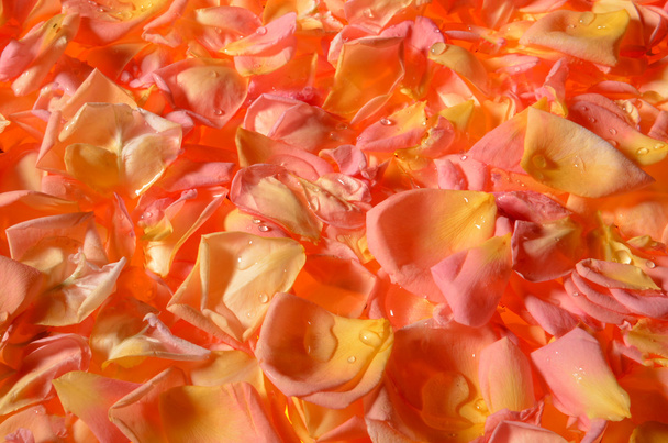 rozenblaadjes - Foto, afbeelding