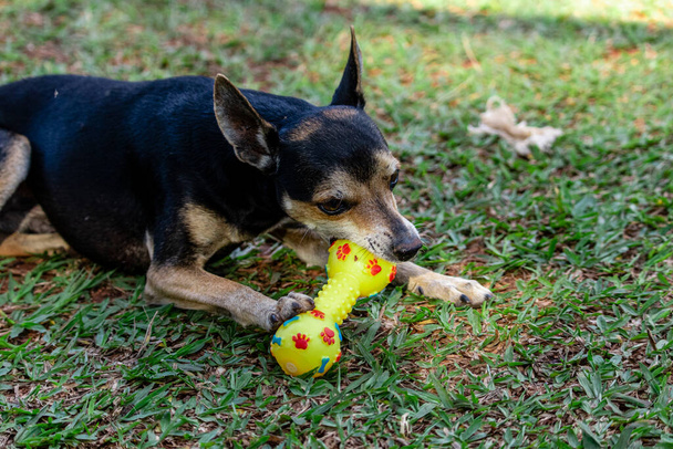 Pinscher köpeği çimen ısıran oyuncağın üzerinde yatıyor.. - Fotoğraf, Görsel